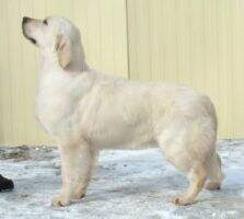1 x JunCAC Rus Pekos Pallada