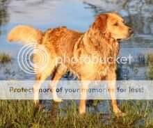 Drumtochty Prancer Drumtochty Prancer