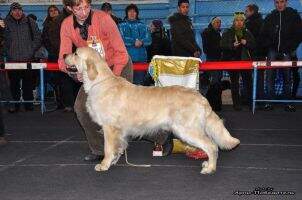 Inter Show Champion Kaz.JCh Non-Stop Kelly's Heroes