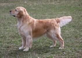 C.I.E NORD LV Ch Combine Quite A Boy