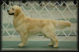 Loving Paws Happy Dj Gilmore