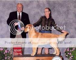 Nat. & Int'l Puppy CH Valor's Leading Man at Ransom Creek