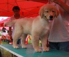 Jenny of Golden Shell Kennel(FCI)