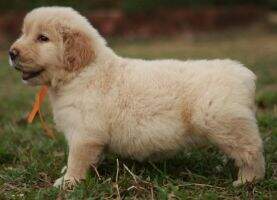 Jessica of Golden Shell Kennel(FCI)