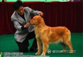 Bacy of Zhi Ai Kennel