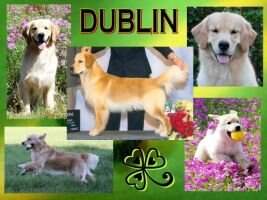 Westmarch Cinnameg Beeyond The Blarney BN DN