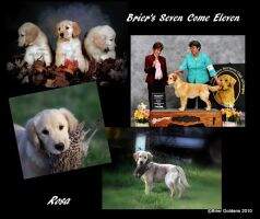 UKC-CH Brier's Seven Come Eleven UKC-CH Brier's Seven Come Eleven