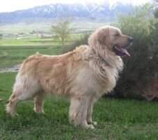Northstar Juneau-Waggs Son Of Harley