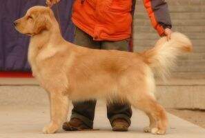 yessy of superstarkennel