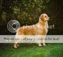 Duda Aquatic Goldens