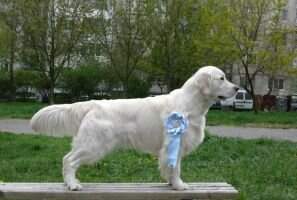 Ch.BG Ch.MD Ch. GEO Ch SRB Silkstyle Camp Rock
