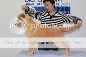 HSY MAPLE ODIE