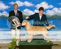 UKC CH Winfield's Rainy Days N Mondays LTD