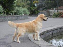 Aust Ch. Fernfall Let Me Entertain You Aust Ch. Fernfall Let Me Entertain You