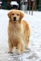 Nassy of Golden Crown Kennel