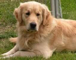 Fehr Meadow Tucker Fehr Meadow Tucker