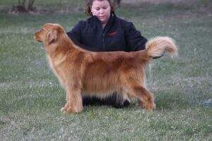 Amberview Just Paw'z Play RN