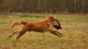 Chausson (Featherquest Shadow x Vahine)