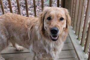 Shilo's Million Ree Zons 2 Smile