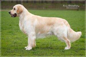 Mlt & GrChUa ChMol/Bye/Rus/Bul/Mol Gold Kiss Lady Luck Maximum BALKAN WINNER 2012&Bucharest Winner 2012 Mlt & GrChUa ChMol/Bye/Rus/Bul/Mol Gold Kiss Lady Luck Maximum BALKAN WINNER 2012&Bucharest Winner 2012