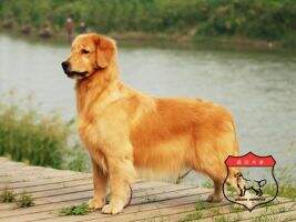 Nana of Superstar Kennel
