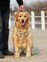 Nanila of Superstar Kennel