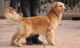 Fay of Alang Kennel
