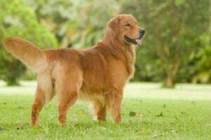 GOLDEN KIMA BILLY EVIT OR NOT