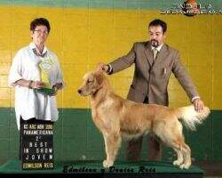 JrBIS Br Ch Golden Sunset's and G Trip Otello