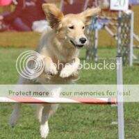 Hollykins Ketcher In The Fly ATChC,Bronze,Silver, ExSt Silver, EXJ Silver