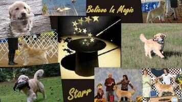 BVISS Int'l CH Prism N GoldStrike Believe In Magic RN CCA