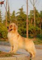Bregan of Jin Xiang Yang Guang Kennel