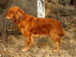 Yaqui's Charlie Girl Yaqui's Charlie Girl