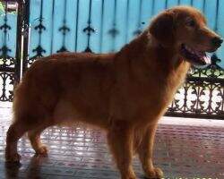 Aubrey Von Golden Camelot Aubrey Von Golden Camelot