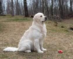 Handsome Sampson Of Lightning Lane