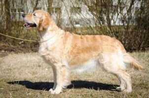 Est & Rus Ch Est &Lv& Rus Tramin Gathella For Ringokris FT Duck Retrievers Qualifying Test
