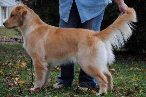 UKC.Int'l.Nat'l.Ch. Sunwind's Fearless
