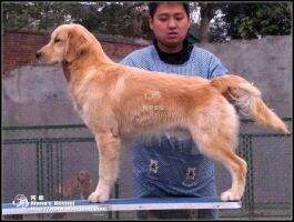 Falett of Alang Kennel