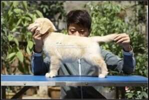 Fdragon of Alang Kennel
