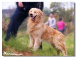 Fallco of Alang Kennel