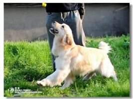 Fanny of Alang Kennel