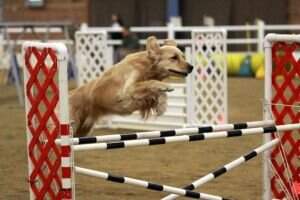 Argo N Goodtime's 3:16 CCA