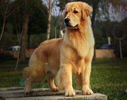 KK of Jin Huang Shou Huo Kennel
