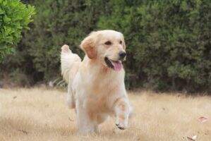 Gladys of San Bao Kennel