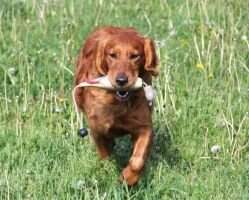Ridgeway Rock'n Reba Ridgeway Rock'n Reba