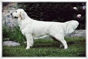 Kilkenny von Babelsbergi