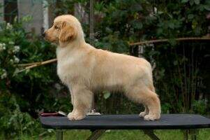 JESSY OF GOLDEN TIME KENNEL