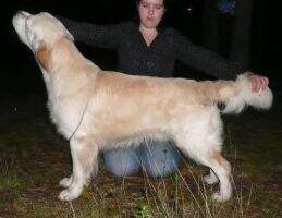 Rogerwiek Observant Odie