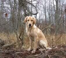 Rippling Run's Queen of The Thornapple River
