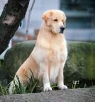 PRC-CH XING YUAN GOLDEN SPIRIT'S VEGAS